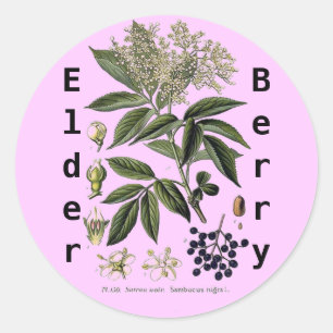 Adesivo Redondo Vinheta de Elderberry Sambucus