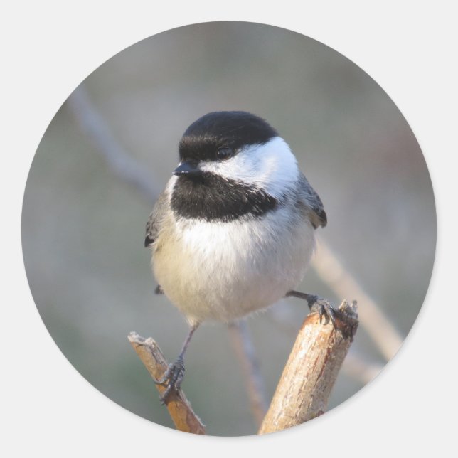 Adesivo Redondo Vinheta de Envelope Chickadee (Frente)