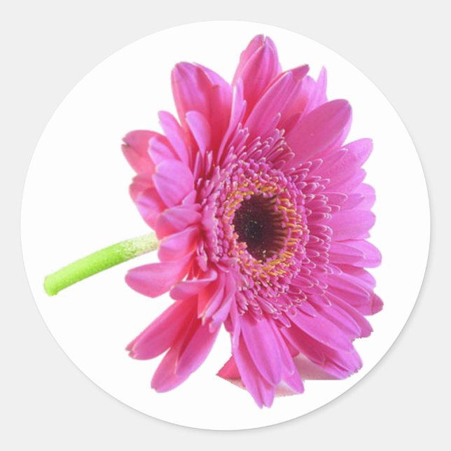 Adesivo Redondo Vinheta de Envelope Daisy Gerber Rosa (Frente)