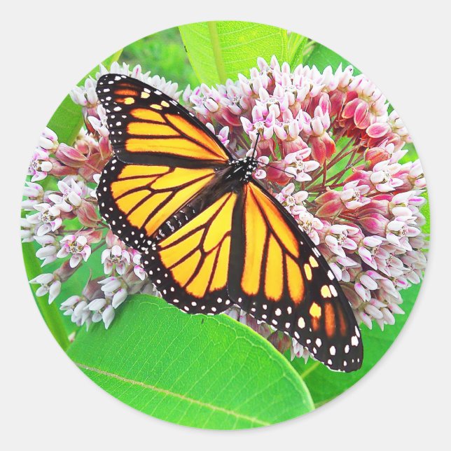 Adesivo Redondo Vinheta de Flor Milkweed Monarch Butterfly (Frente)