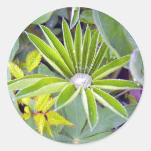 Adesivo Redondo Vinheta De Folhas De Lupina Enchida De Água