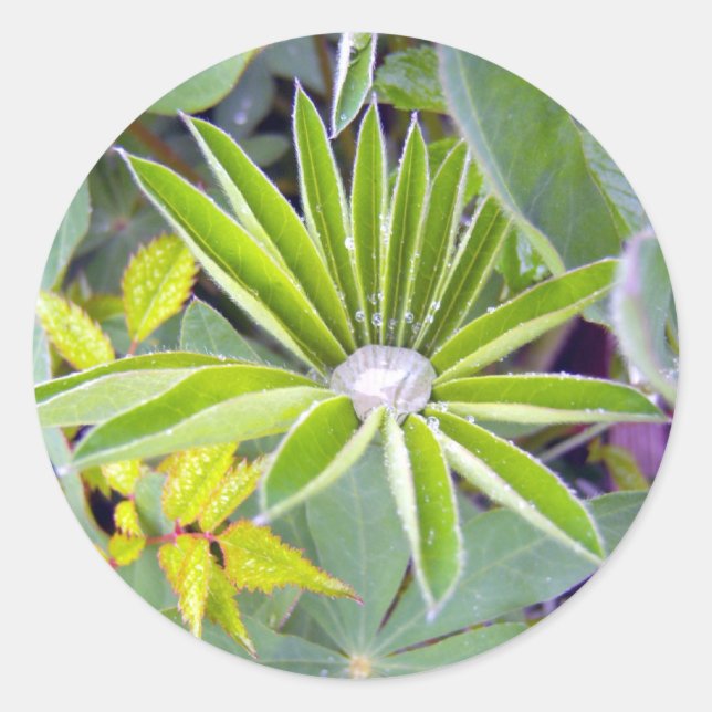 Adesivo Redondo Vinheta De Folhas De Lupina Enchida De Água (Frente)