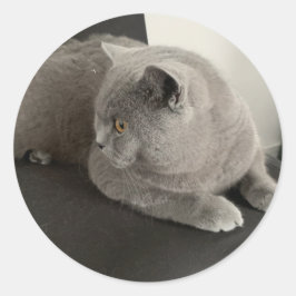 Adesivo Redondo vinheta de gato dobrado escocês