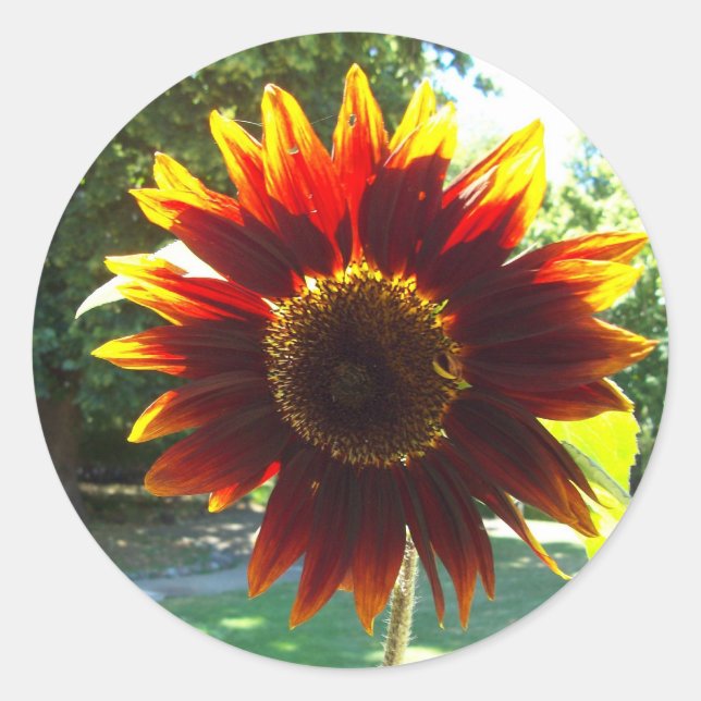 Adesivo Redondo Vinheta de girassol amarelo e vermelho (Frente)