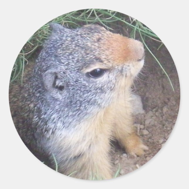 Adesivo Redondo Vinheta de Groundhog em Cute (Frente)