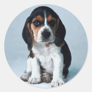 Adesivo Redondo Vinheta de Hound Basset