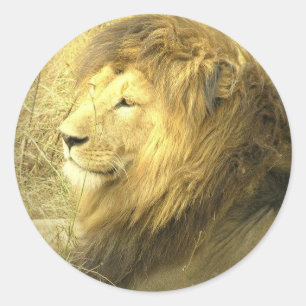 Adesivo Redondo Vinheta de Lion Pride
