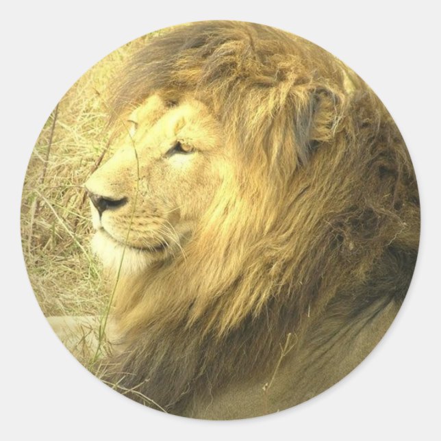 Adesivo Redondo Vinheta de Lion Pride (Frente)