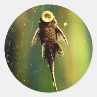 Adesivo Redondo Vinheta de peixe-porco