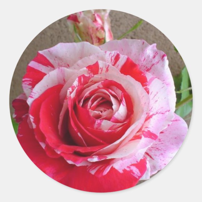 Adesivo Redondo Vinheta de Rosa com ranhura (Frente)