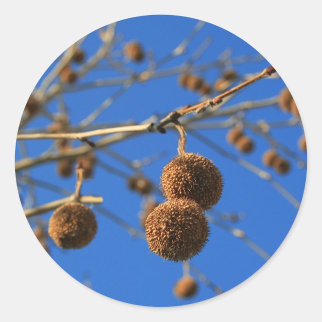 Adesivo Redondo Vinheta de sementes de árvores (Frente)