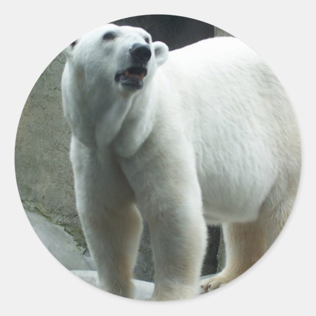 Adesivo Redondo Vinheta de Urso Polar Branco (Frente)