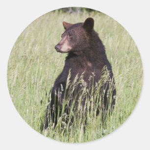 Adesivo Redondo Vinheta de Urso Preto