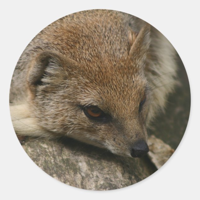 Adesivo Redondo Vinheta de Vestido Mongoose (Frente)