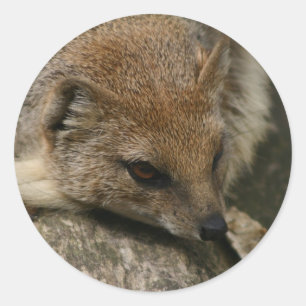 Adesivo Redondo Vinheta de Vestido Mongoose