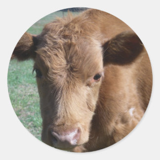 Adesivo Redondo Vinheta de vitelo de corte fechado