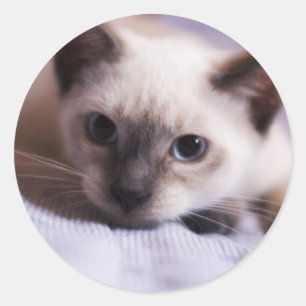 Adesivo Redondo Vinheta delicada