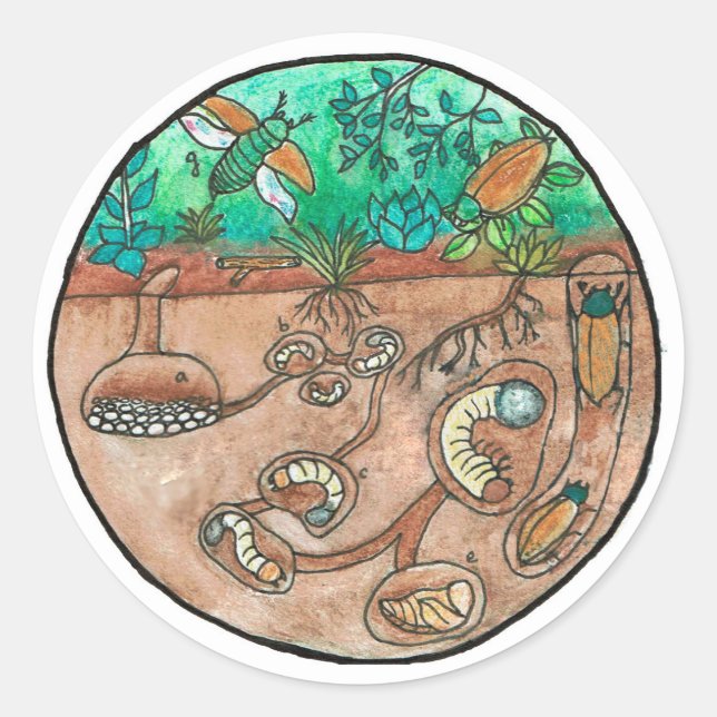 Adesivo Redondo Vinheta do ciclo de vida do besouro (Frente)