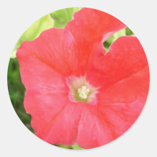 Adesivo Redondo Vinheta Flor Vermelha Petunia
