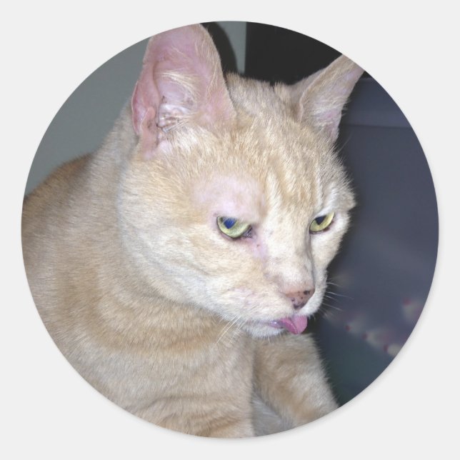 Adesivo Redondo Vinheta Framboesa Inchada (Frente)