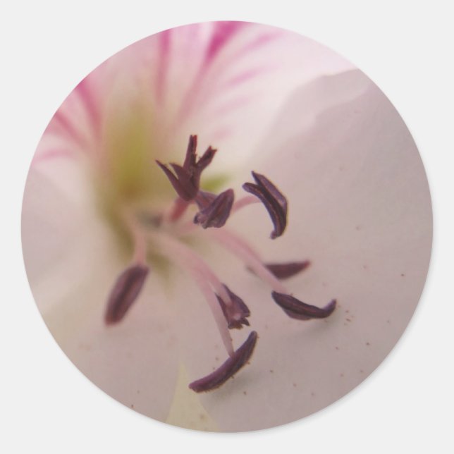 Adesivo Redondo Vinheta Geranium Center (Frente)