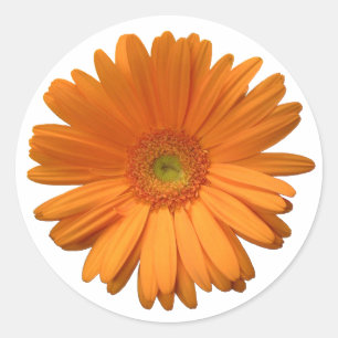 Adesivo Redondo vinheta Gerber Daisy