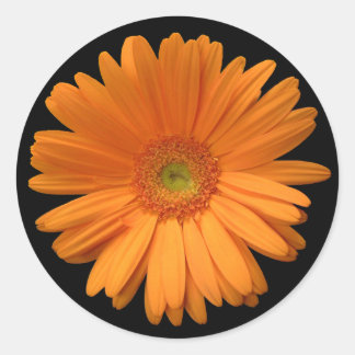 Adesivo Redondo vinheta Gerber Daisy