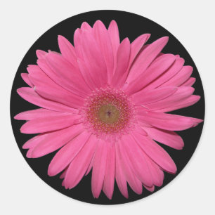 Adesivo Redondo vinheta Gerber Daisy