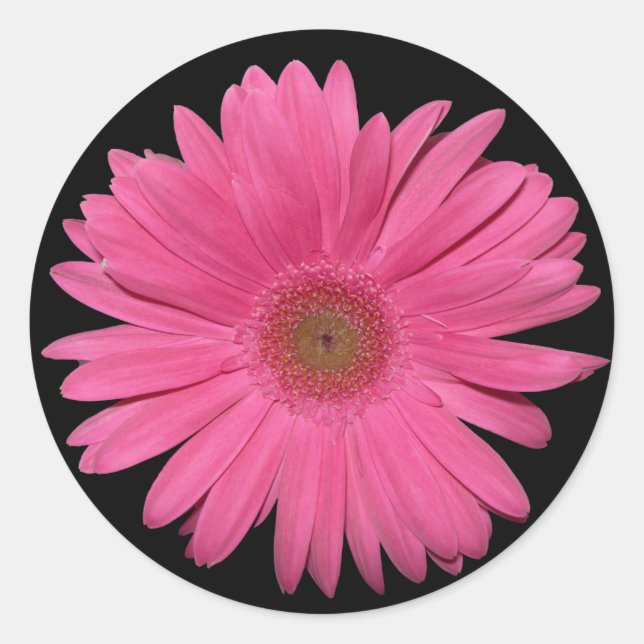 Adesivo Redondo vinheta Gerber Daisy (Frente)