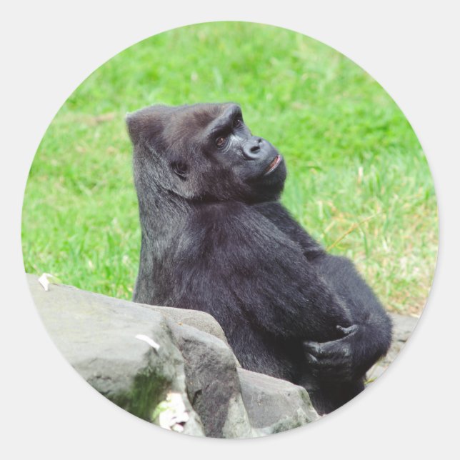 Adesivo Redondo Vinheta Gorilla Relaxing (Frente)