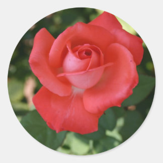 Adesivo Redondo Vinheta grande de rosa cor de laranja vermelho