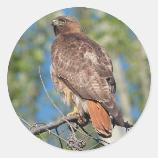 Adesivo Redondo Vinheta Hawk 3 de cauda vermelha