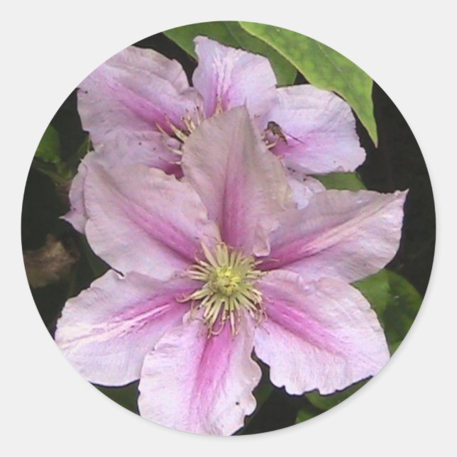 Adesivo Redondo Vinheta Lily Rosa (Clematis) (Frente)