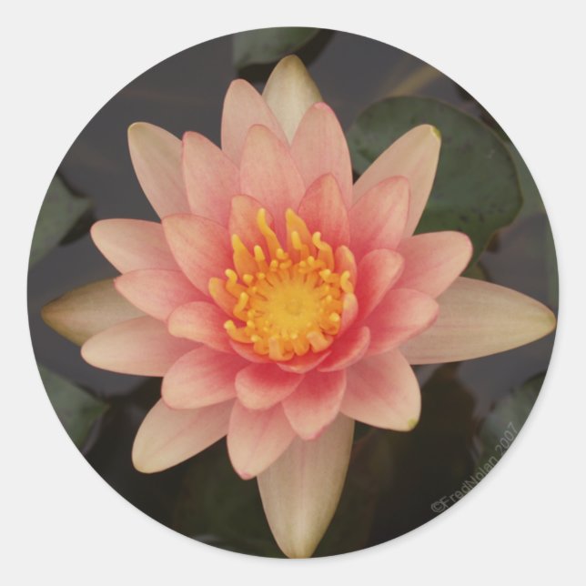 Adesivo Redondo Vinheta Lily v1 de água rosa (Frente)