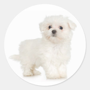 Adesivo Redondo Vinheta Maltês