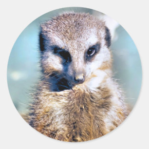 Adesivo Redondo Vinheta MEERKAT