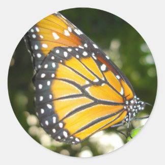 Adesivo Redondo Vinheta Monarca Butterfly
