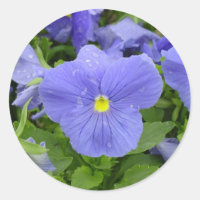 Vinheta Pansível Azul/Púrpura
