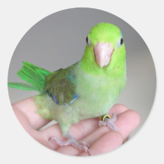 Adesivo Redondo Vinheta: Parrotlet Pacífico