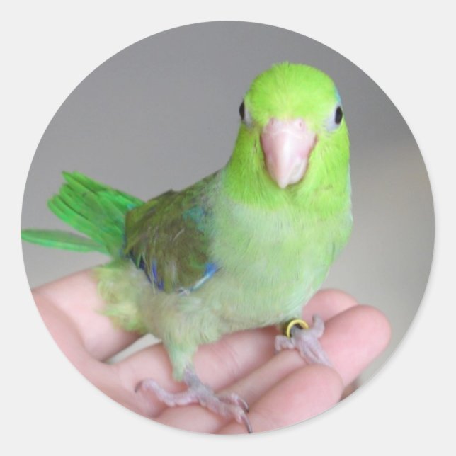 Adesivo Redondo Vinheta: Parrotlet Pacífico (Frente)