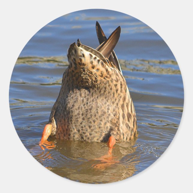 Adesivo Redondo Vinheta Pato para Cima (Frente)