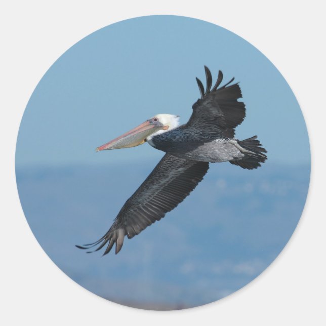 Adesivo Redondo Vinheta Pelican 9 (Frente)