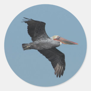 Adesivo Redondo Vinheta Pelicano 14 Voadora