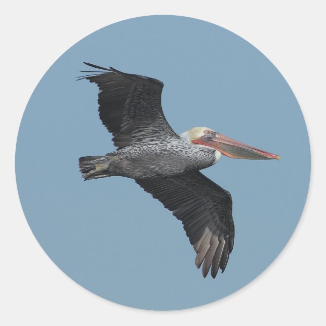 Adesivo Redondo Vinheta Pelicano 14 Voadora (Frente)
