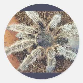 Adesivo Redondo Vinheta-penteada