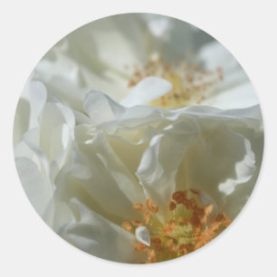 Adesivo Redondo Vinheta redonda branca doce 1