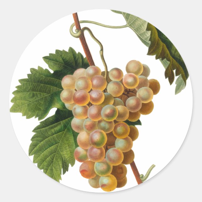 Adesivo Redondo Vinheta redonda Chasselat de Fontainebleau (Frente)