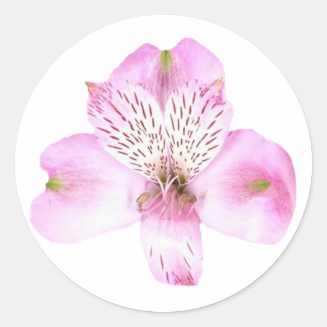 Adesivo Redondo Vinheta redonda cor-de-rosa com flores estroeméric (Frente)