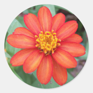 Adesivo Redondo Vinheta redonda Zinnia laranja brilhante,selador d