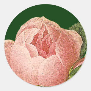 Adesivo Redondo Vinheta-Rosa de-couve-rosa
